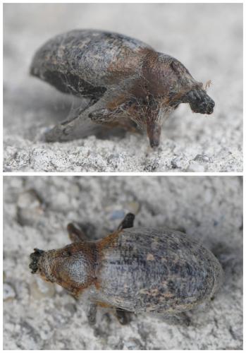 Réf. 244 274 : Otiorhynchus aurifer